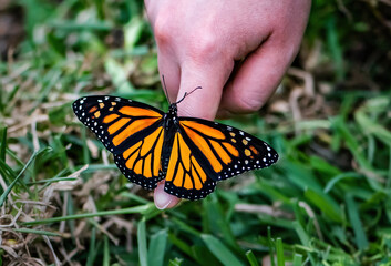 Monarch butterfly