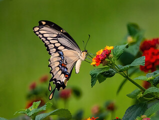 Giant Swallowtail Butterfly