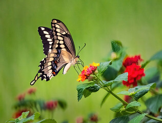 Giant Swallowtail Butterfly