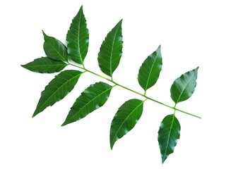 Naklejka na ściany i meble Fresh organic green herbal neem or azadirachta indica leaves on branch isolated on white background. Concept : useful herbal vegetable plant. Thai farmers use neem leaves to be natural pesticide.