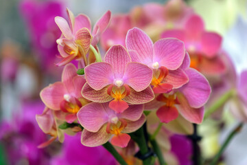 Naklejka na ściany i meble Beautiful Phalaenopsis Orchids in the greenhouse