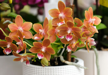 Beautiful Phalaenopsis Orchids in the greenhouse