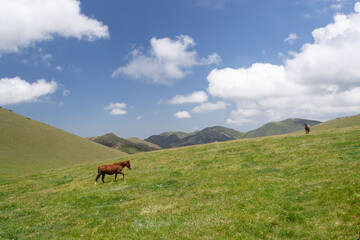 Fototapeta premium Caballo en pradera