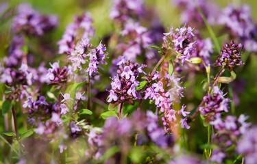 Blossoming thyme in the nature with blurred background