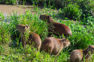 Carpincho en familia en Esteros del Iberá, Corrientes
