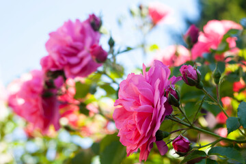 Close-up of pink roses