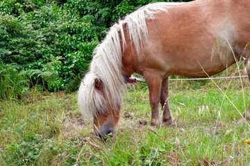 Beautiful pony in a field