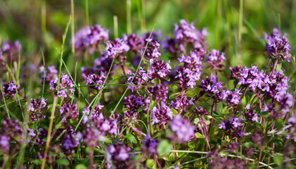 Blossoming thyme in the nature with blurred background