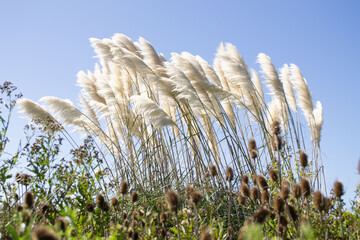 Cola de plumas o Cola de zorro, pampas blancas. Género Pennisetum pertenece a la familia de las...
