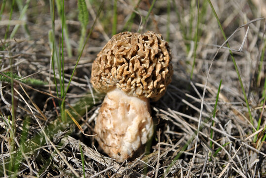 Common morel, Grey Morel mushroom growing in dry grass, close up detail
