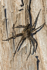 Dolomedes tenebrosus or dark fishing spider