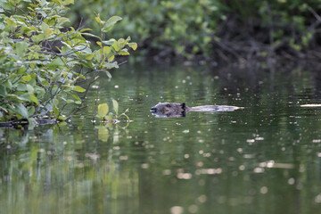  North American beaver (Castor canadensis)