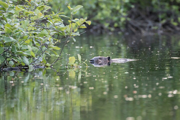  North American beaver (Castor canadensis)