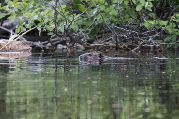  North American beaver (Castor canadensis)