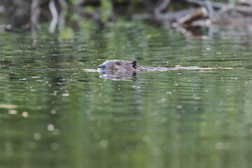  North American beaver (Castor canadensis)