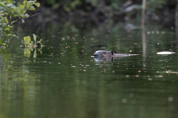  North American beaver (Castor canadensis)