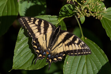 Papilio canadensis, the Canadian tiger swallowtail in Pilosella aurantiaca (fox-and-cubs, orange hawk bit, devil's paintbrush, grim-the-collier)