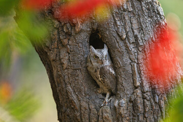 Hidden owl. European scops owl, Otus scops, in tree hole surrounded by colorful leaves and berries. Small owl peeks out from trunk showing yellow eyes. Bird also known as Eurasian scops owl. Wildlife