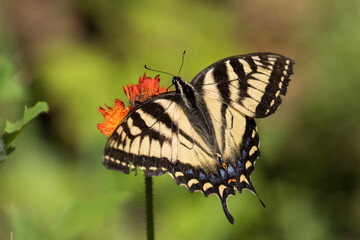 Papilio canadensis, the Canadian tiger swallowtail in Pilosella aurantiaca (fox-and-cubs, orange hawk bit, devil's paintbrush, grim-the-collier)