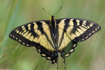 Papilio canadensis, the Canadian tiger swallowtail in Pilosella aurantiaca (fox-and-cubs, orange...