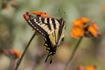 Papilio canadensis, the Canadian tiger swallowtail in Pilosella aurantiaca (fox-and-cubs, orange hawk bit, devil's paintbrush, grim-the-collier)