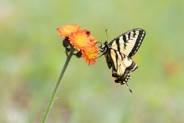 Papilio canadensis, the Canadian tiger swallowtail in Pilosella aurantiaca (fox-and-cubs, orange hawk bit, devil's paintbrush, grim-the-collier)