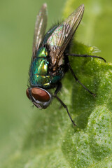  common green bottle fly (Lucilia sericata)