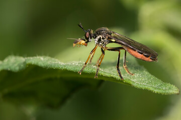 Dioctria hyalipennis is a Holarctic species of robber fly