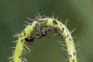 Ants farming aphids