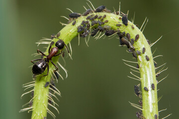 Ants farming aphids