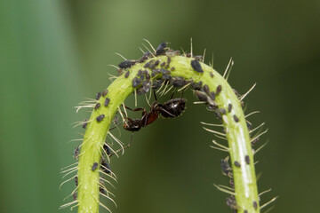 Ants farming aphids