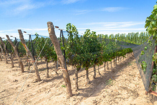 Vineyard - vi&ntilde;edo en la provincia de Mendoza, Argentina, al pie de la monta&ntilde;a