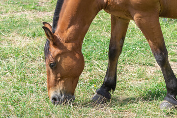 Caballo
