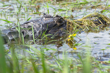 Yacaré negro caiman en Esteros del Iberá, Corrientes, Argentina