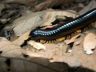 Closeup shot of a Myriapoda