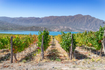 Vineyard - viñedo en Mendoza Argentina al pie de la montaña - obrazy, fototapety, plakaty
