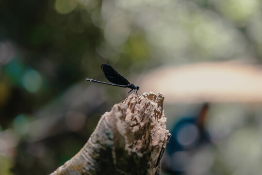 Closeup Shot Of An Ebony Jewelwing On A Cut Tree