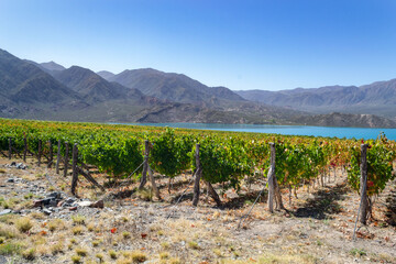 Vineyard - viñedo en Mendoza, Argentina