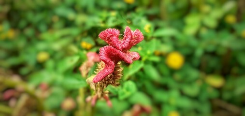 red and yellow flowers