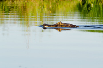Yacaré negro -caimán- en Esteros del Iberá, Corrientes, Argentina