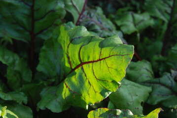 green leaf on the tree