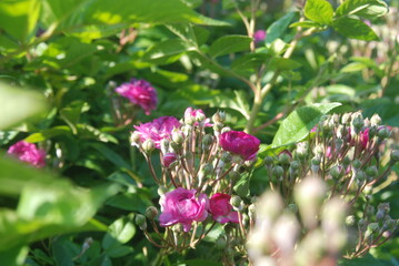 pink flowers in the garden