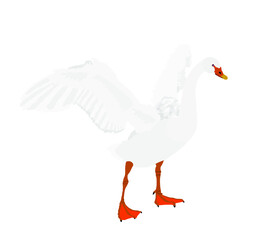 Swan spread wings vector illustration isolated on white background. Goose wide spread wings. Big bird nature pose. Wedding symbol.
