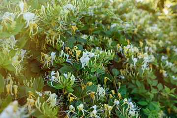 Blooming honeysuckle Bush near the house. White yellow Honeysuckle Graham Thomas in the garden, hedge in horticulture, natural background and a green fence with white flowers