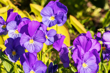 Blooming decorative blue pansy flowers on a garden summer plot close-up.