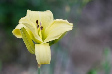 花のクローズアップ写真