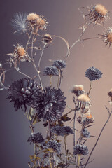 Autumn flowers, asters and dry wild grasses, blue and beige colors.