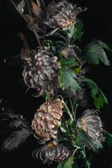 chrysanthemum buds and foliage, black background, vertical composition.