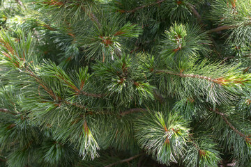 branches of a pine
