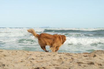 Golden retriever on the beach